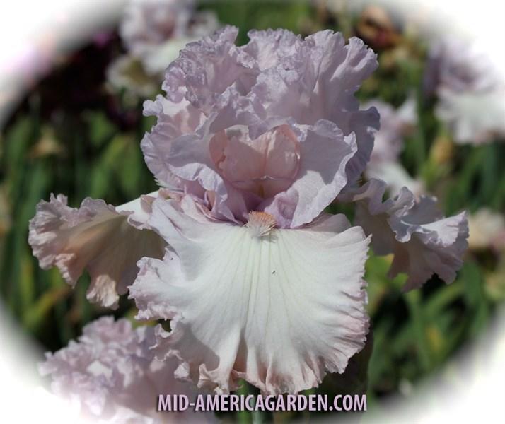 Photo of Tall Bearded Iris (Iris 'Poem of Love') uploaded by Calif_Sue