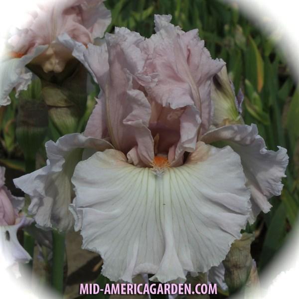 Photo of Tall Bearded Iris (Iris 'Soft Curves') uploaded by Calif_Sue