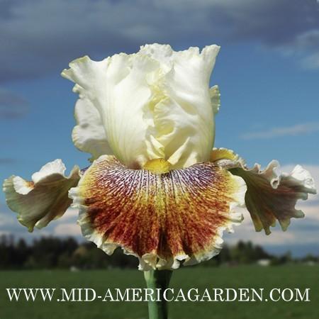 Photo of Tall Bearded Iris (Iris 'Wonders Never Cease') uploaded by Calif_Sue