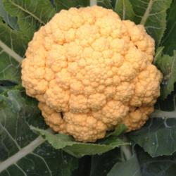 Location: In backyard garden, Elk Grove, CA
Date: February 2015
Another delicious colorful cauliflower we grew this year.