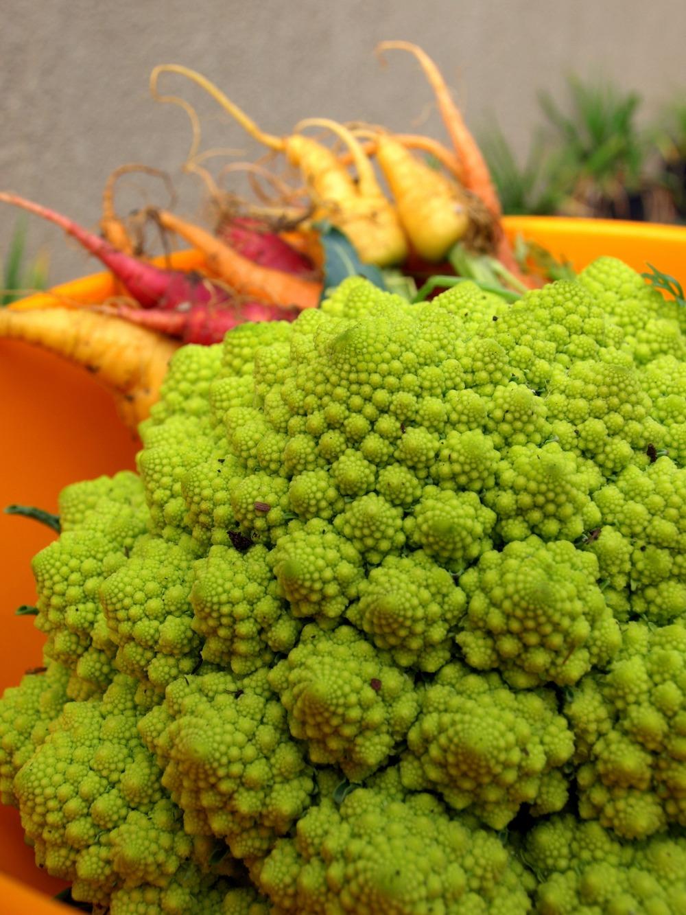Photo of Cauliflower (Brassica oleracea var. botrytis 'Romanesco') uploaded by Ecograndma