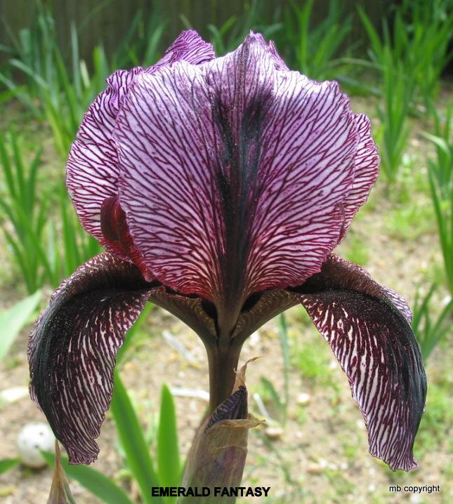 Photo of Arilbred Iris (Iris 'Emerald Fantasy') uploaded by MargieNY