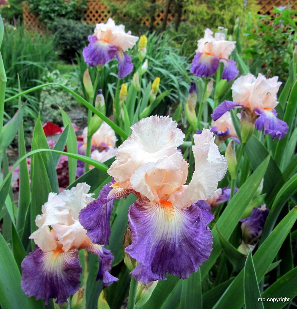 Photo of Tall Bearded Iris (Iris 'Koi') uploaded by MargieNY