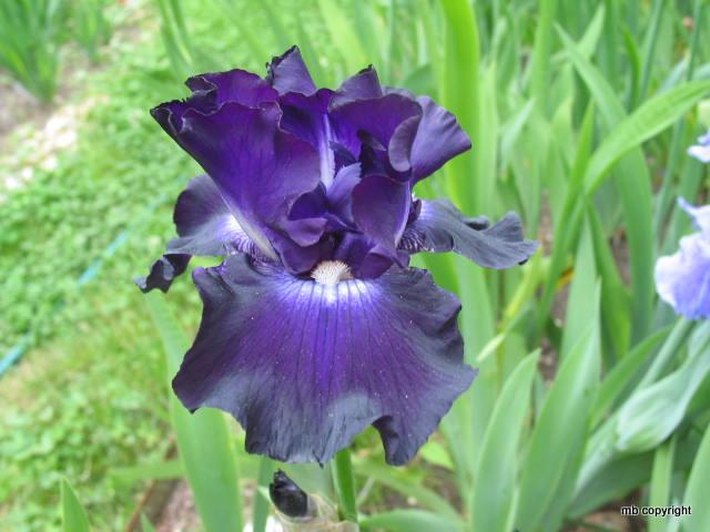 Photo of Tall Bearded Iris (Iris 'Full Impact') uploaded by MargieNY