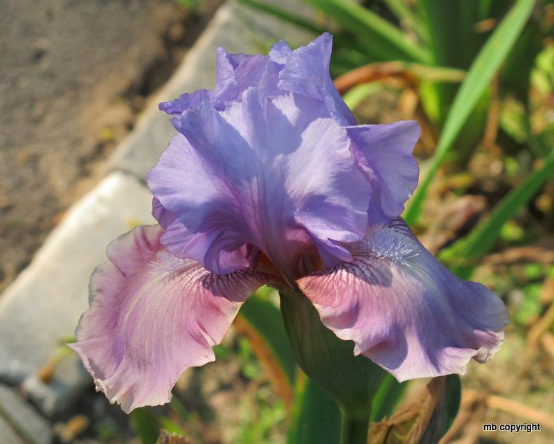 Photo of Tall Bearded Iris (Iris 'New Face') uploaded by MargieNY