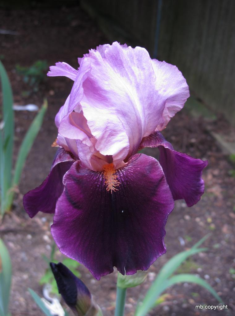 Photo of Tall Bearded Iris (Iris 'Camelot Rose') uploaded by MargieNY