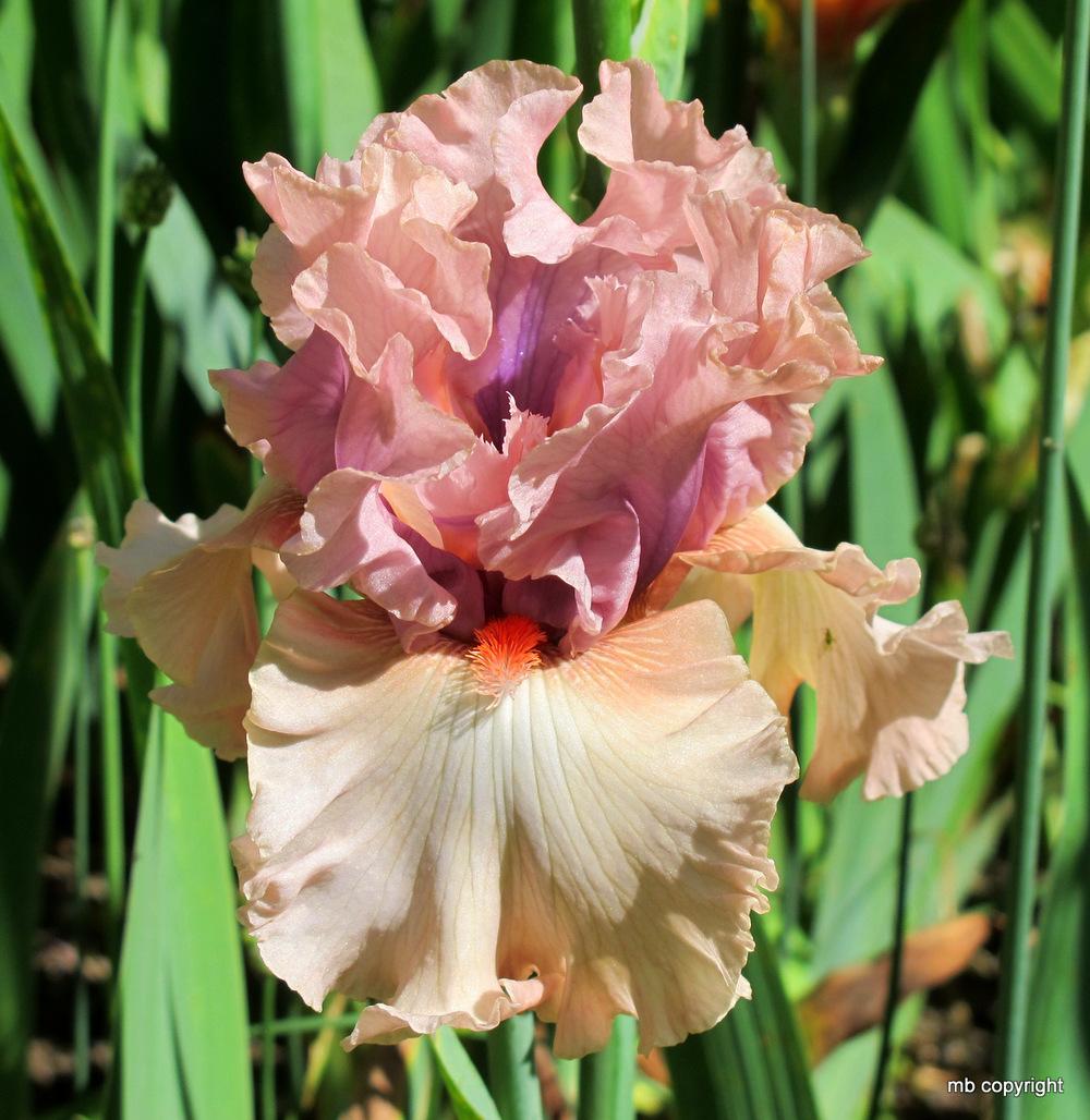 Photo of Tall Bearded Iris (Iris 'Bewitchment') uploaded by MargieNY