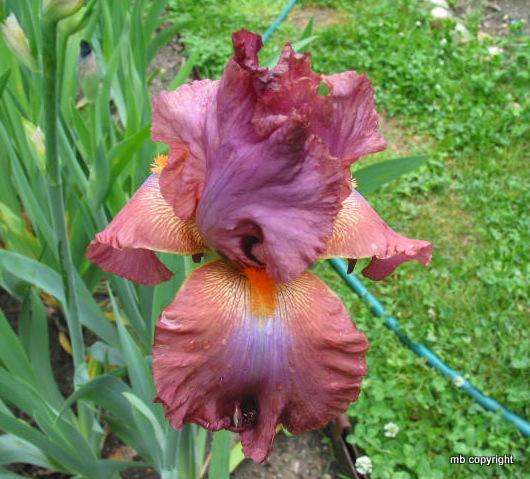 Photo of Tall Bearded Iris (Iris 'Adorable Rose') uploaded by MargieNY