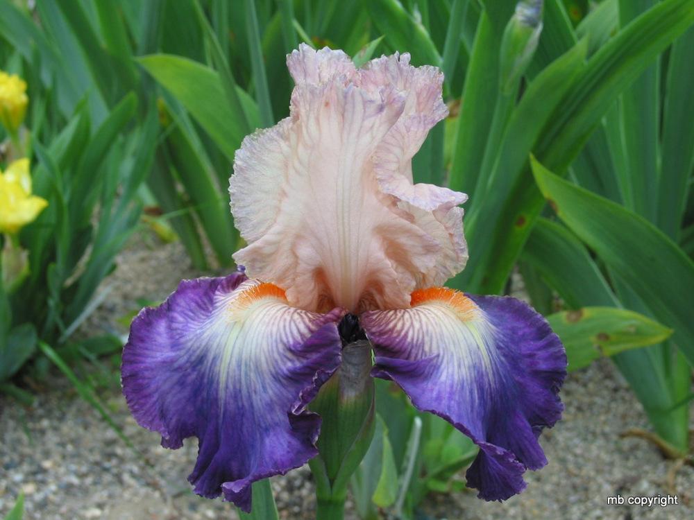 Photo of Tall Bearded Iris (Iris 'Koi') uploaded by MargieNY