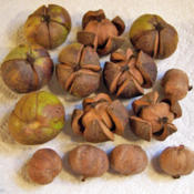Mockernut Hickory Nuts: Squirrels Love Them.