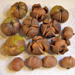 Location: My Gardens
Date: October 2, 2008
Mockernut Hickory Nuts: Squirrels Love Them.