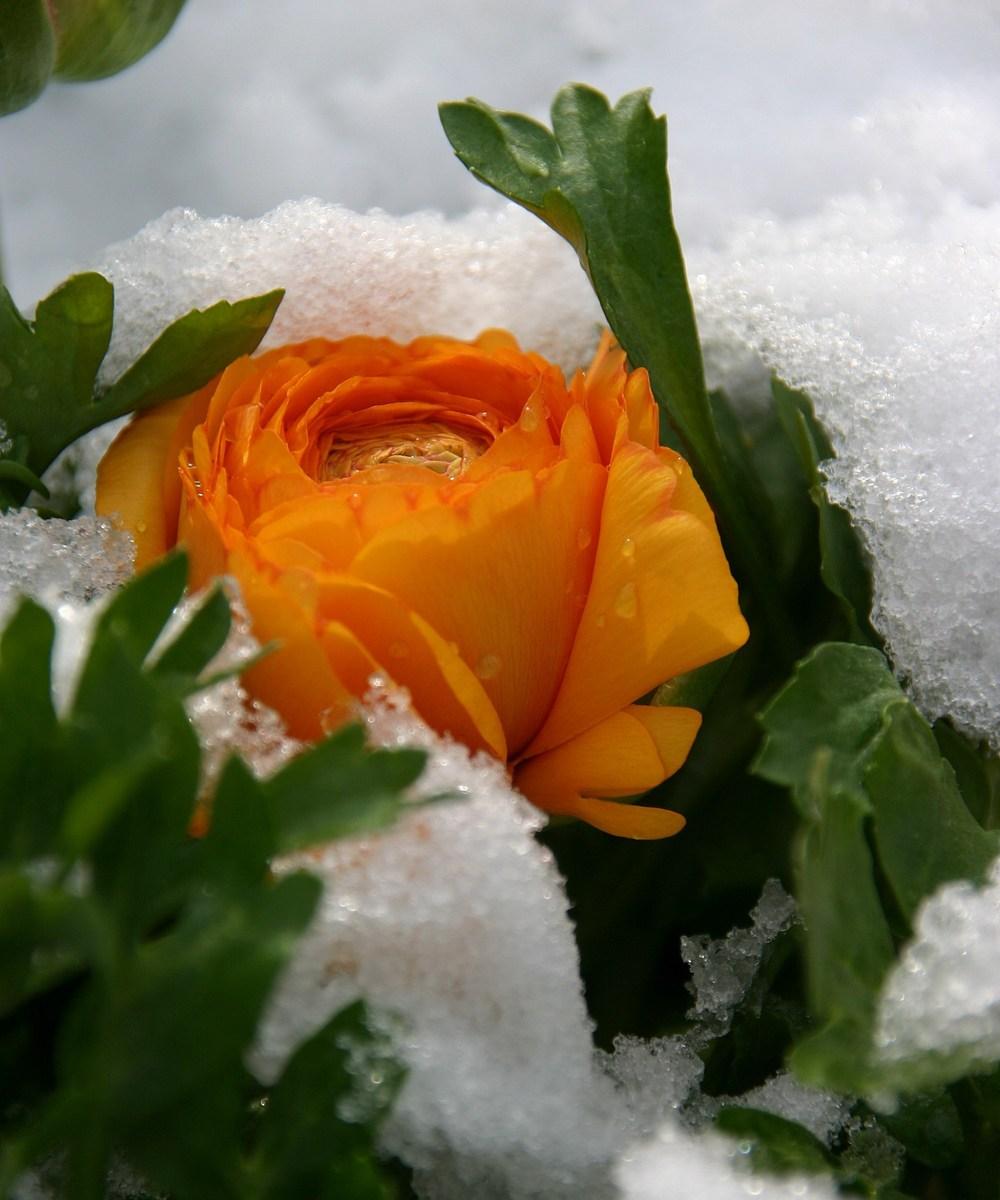Photo of Persian Buttercup (Ranunculus asiaticus) uploaded by admin