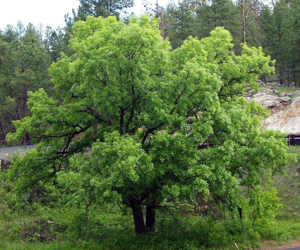 Photo of Bur Oak (Quercus macrocarpa) uploaded by admin