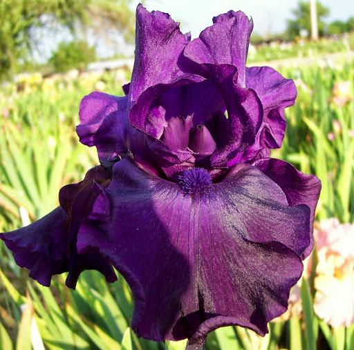 Photo of Tall Bearded Iris (Iris 'Darkside') uploaded by joyfulirises