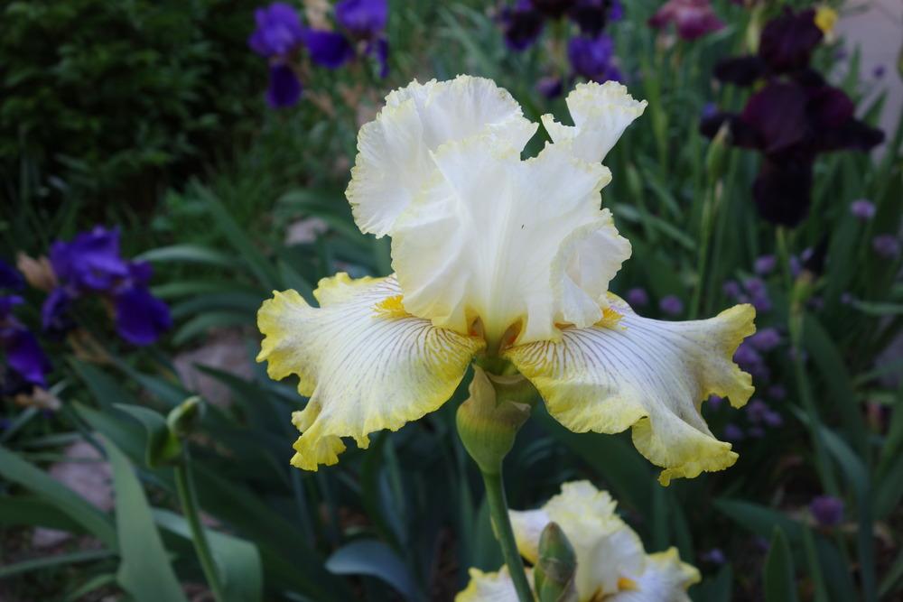 Photo of Tall Bearded Iris (Iris 'Oceanside Sparkle') uploaded by jreitzel3
