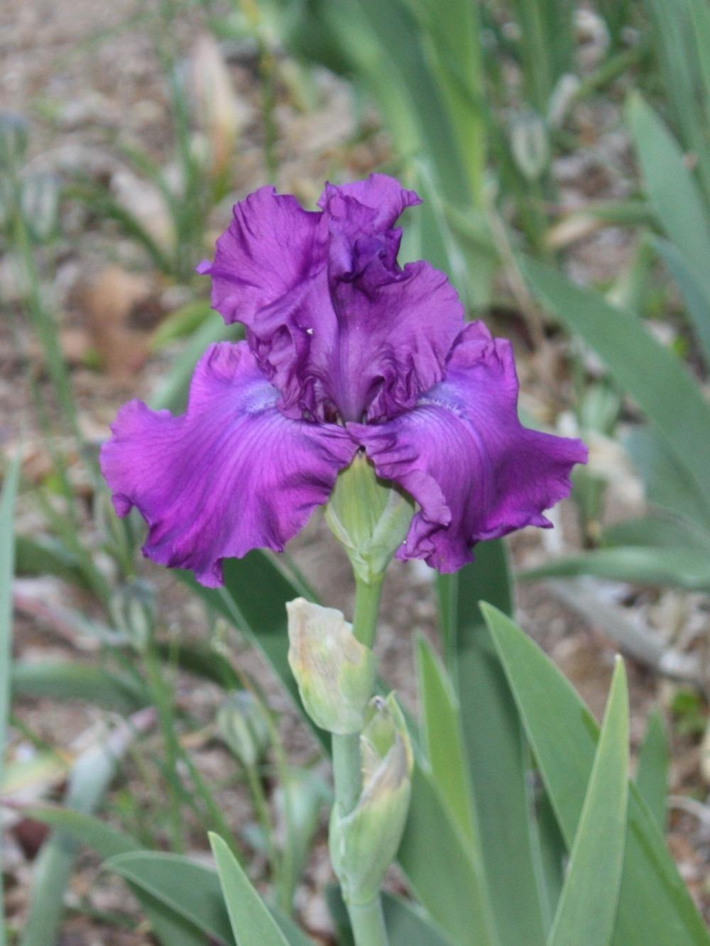 Photo of Tall Bearded Iris (Iris 'Royal Courtship') uploaded by jreitzel3