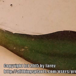 Location: At home - San Joaquin County, CA
Date: 2015-02-14
Echeveria nodulosa leaf cutting with roots forming