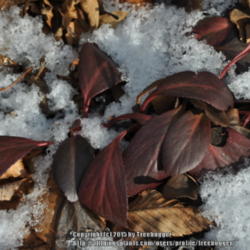 Location: My garden in N E Pa. 
Date: 2015-01-15
Foliage turns a rich maroon color for the winter.