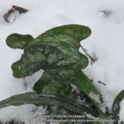 Location: My garden in N E Pa. 
Date: 2013-01-31
Asarum hugging  up adainst Rohdea japonica foliage.