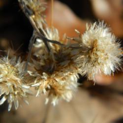 Location: Northeastern, Texas
Date: 2013-12-14
Attractive seed heads can stay in tact through the winter, not ea