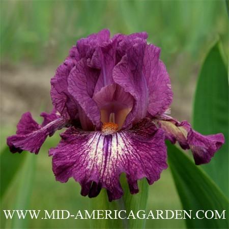Photo of Intermediate Bearded Iris (Iris 'Cat in the Hat') uploaded by Calif_Sue