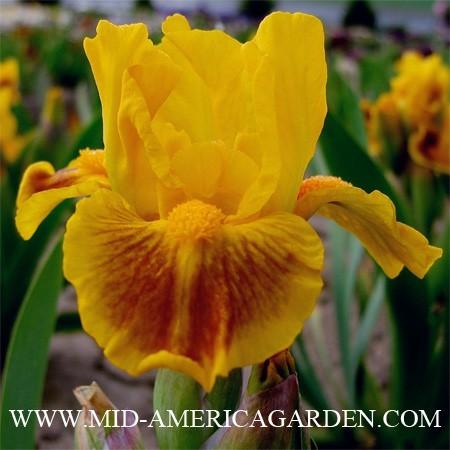 Photo of Standard Dwarf Bearded Iris (Iris 'Gold Digger') uploaded by Calif_Sue