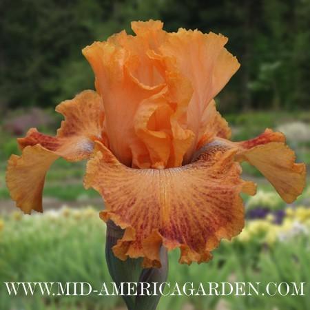 Photo of Border Bearded Iris (Iris 'Wild') uploaded by Calif_Sue