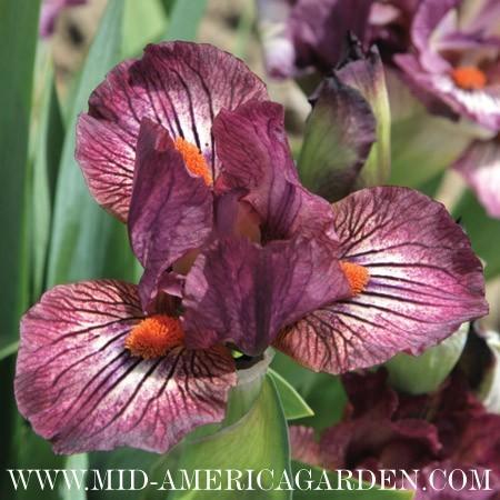 Photo of Standard Dwarf Bearded Iris (Iris 'Craisin') uploaded by Calif_Sue