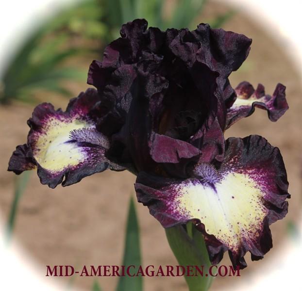 Photo of Intermediate Bearded Iris (Iris 'Spectator') uploaded by Calif_Sue
