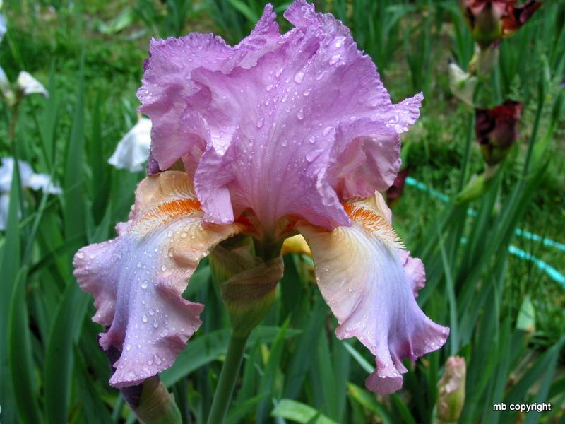 Photo of Tall Bearded Iris (Iris 'Painted Clouds') uploaded by MargieNY