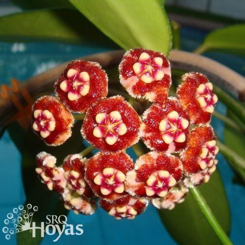 Photo of Wax Plant (Hoya meliflua) uploaded by SRQHoyas