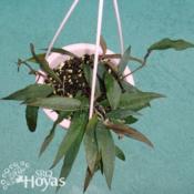Hoya mirabilis 'A' SRQ 3259
