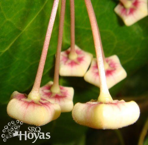 Photo of Wax Plant (Hoya naumannii) uploaded by SRQHoyas