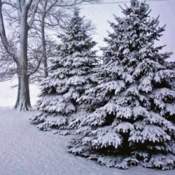 Location: My Gardens
Date: Winter 2006
Shown In Heavy Wet Snow