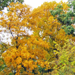 Location: Neighboring Woodlands
Date: October 13, 2014
Mockernut Hickory Foreground: Fall Foliage