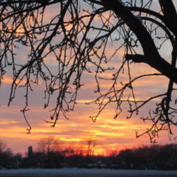 Location: My Gardens
Date: December 1, 2011
Silhouette Of Branches Against Sunset
