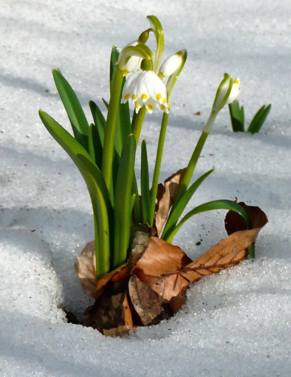 Photo of Spring Snowflake (Leucojum vernum) uploaded by admin