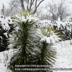 
Date: 2010-02-12
Winter in Arlington Texas.