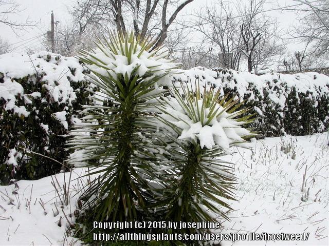 Photo of Spanish Dagger (Yucca treculiana) uploaded by frostweed