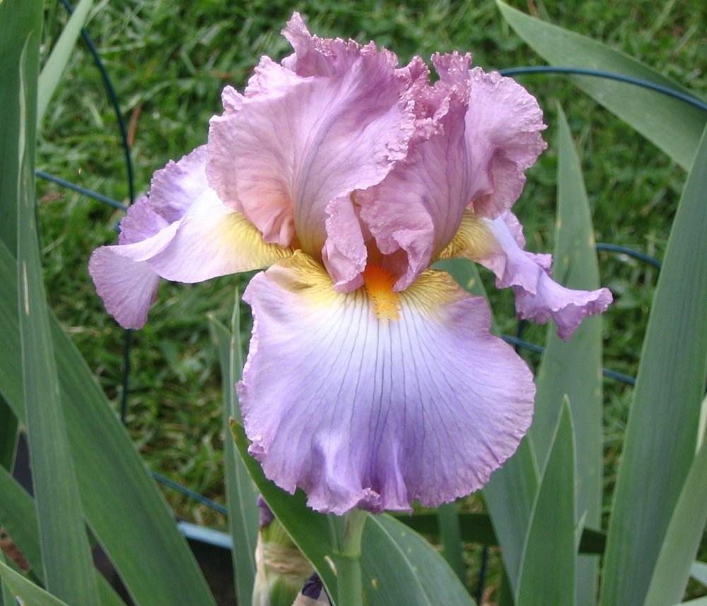 Photo of Tall Bearded Iris (Iris 'Burst of Joy') uploaded by janielouy