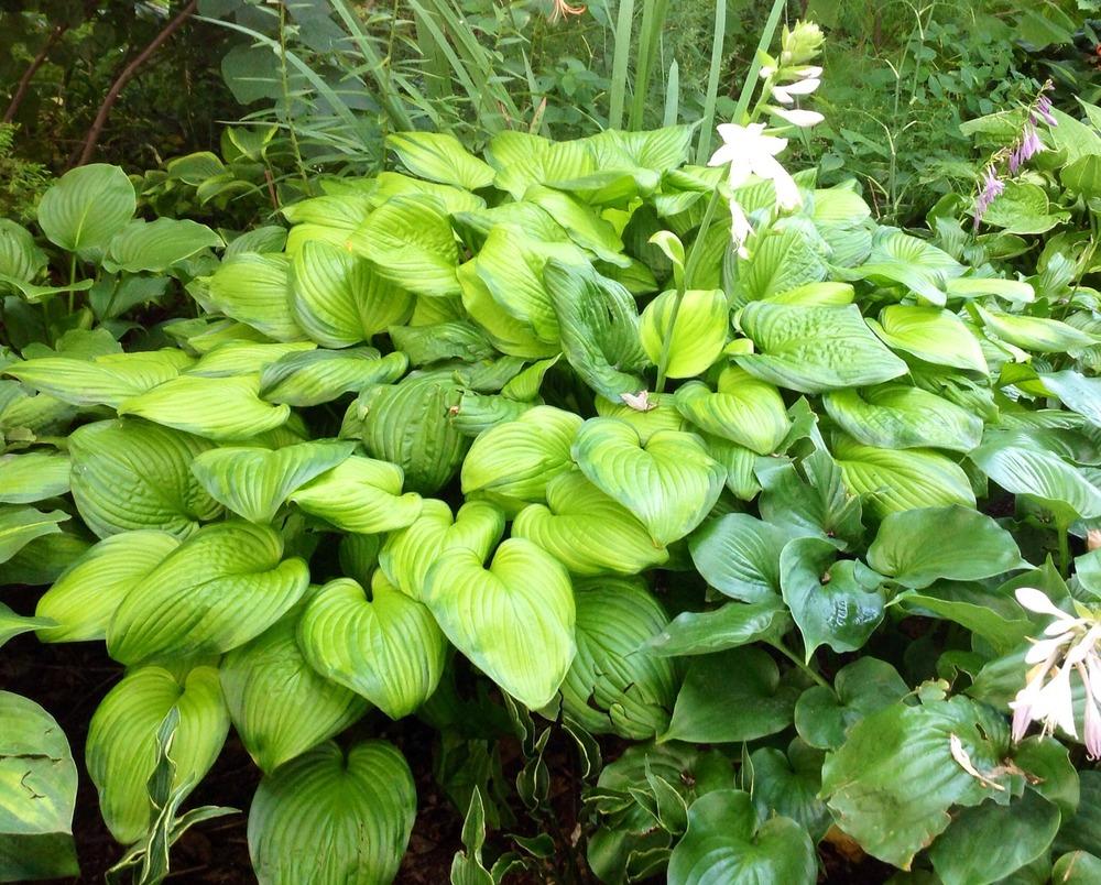 Photo of Hosta 'Stained Glass' uploaded by profesora