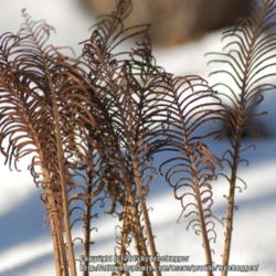 Location: My garden in N E Pa. 
Date: 2013-01-06
Fertile fronds over the winter.