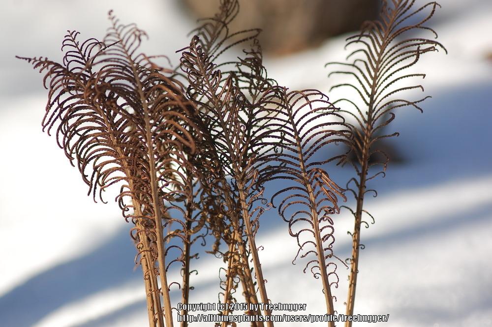 Photo of Ostrich Fern (Matteuccia struthiopteris) uploaded by treehugger