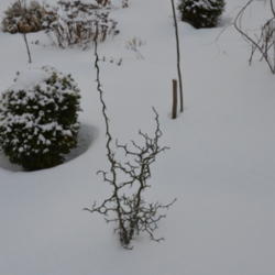 Location: My garden in N E Pa. 
Date: 2015-02-14
Kind-of-looks-like a Charlie Brown tree over the winter.