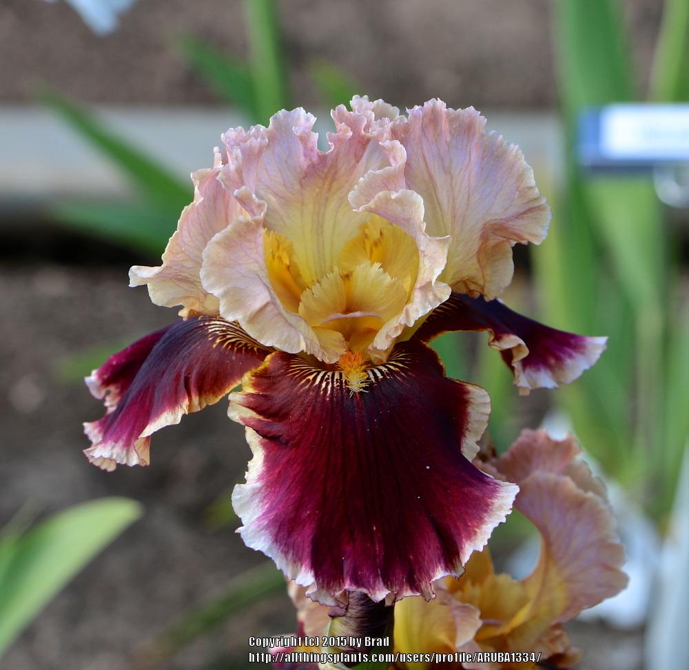 Photo of Tall Bearded Iris (Iris 'Cowboy Caviar') uploaded by ARUBA1334