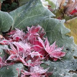 Location: Cedarhome, Washington
Date: 2013-11-04
Fallen leaves being cradled by a common burdock leaf