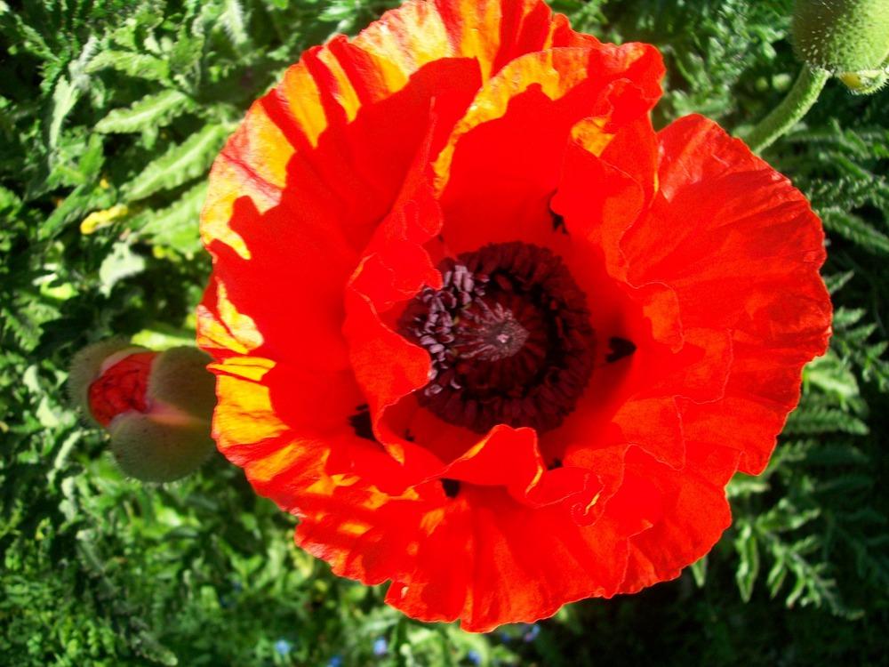 Photo of Oriental Poppy (Papaver orientale) uploaded by Bonehead