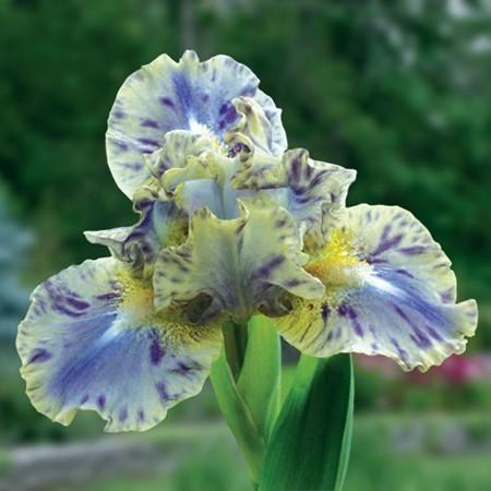 Photo of Standard Dwarf Bearded Iris (Iris 'Leopard Print') uploaded by Calif_Sue