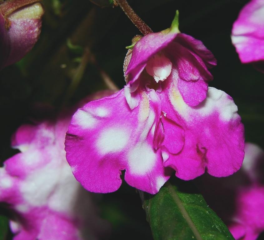 Photo of Touch-Me-Not (Impatiens balsamina) uploaded by Gerris2