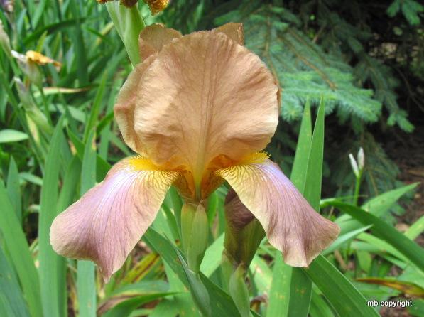 Photo of Tall Bearded Iris (Iris 'Jean Cayeux') uploaded by MargieNY